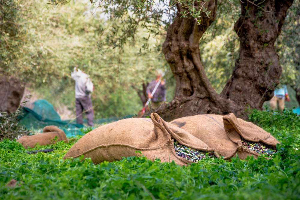 Olive harvest